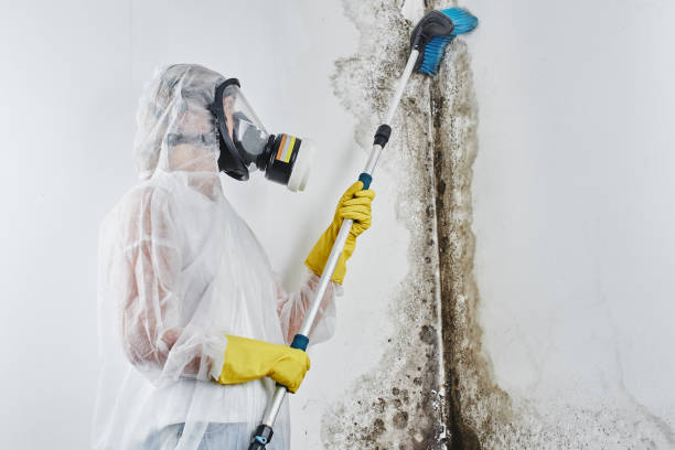 Best Black Mold Removal  in Oxon Hill, MD