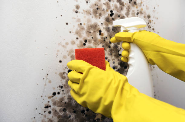 Best Commercial Mold Removal  in Oxon Hill, MD