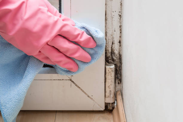 Best Mold Removal Company Near Me  in Oxon Hill, MD